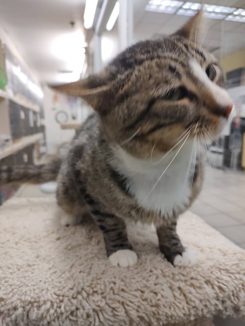 GIDEON RM - Domestic Short Hair available for adoption
