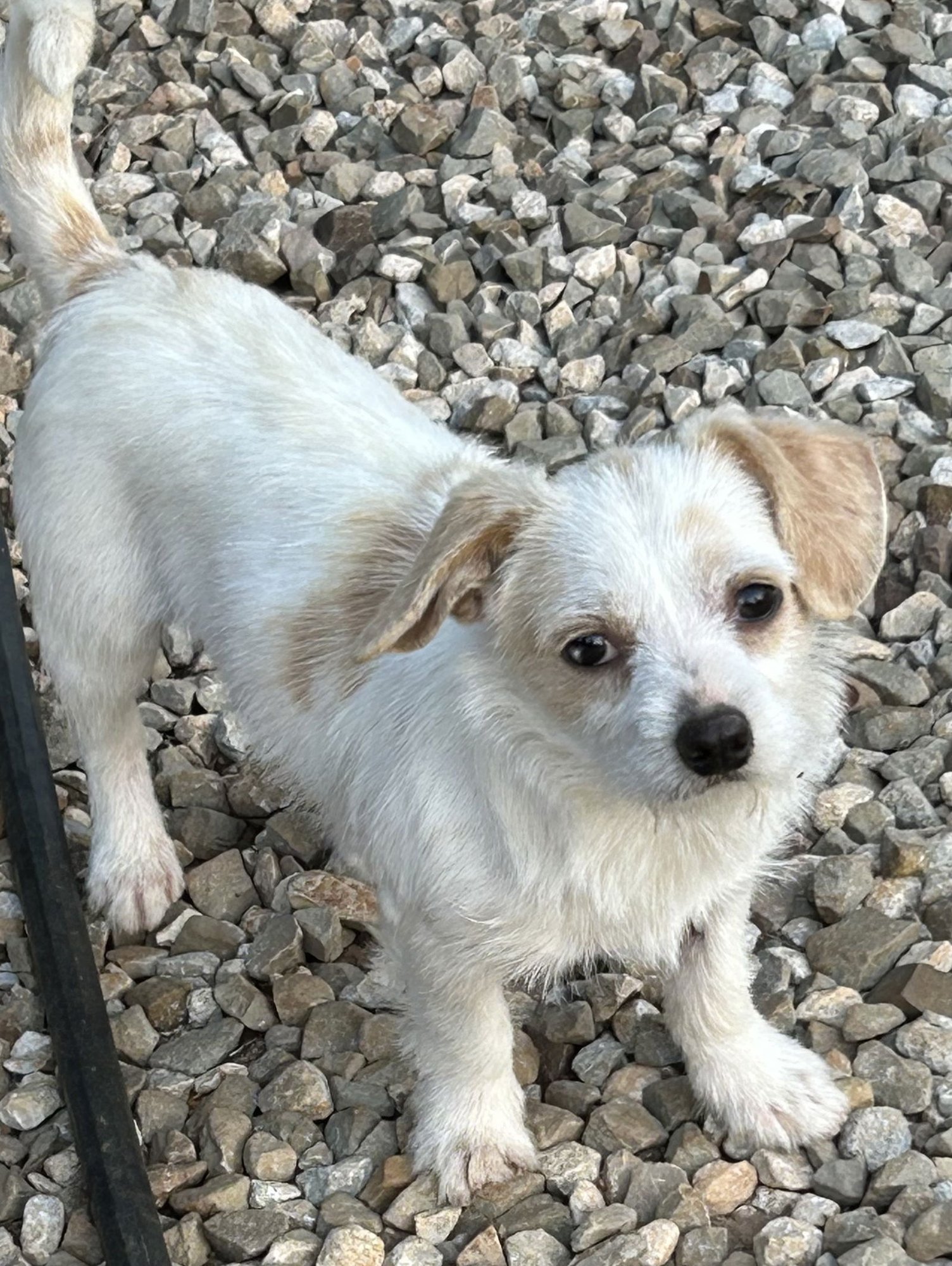 CHESTER LONESTAR - Terrier available for adoption