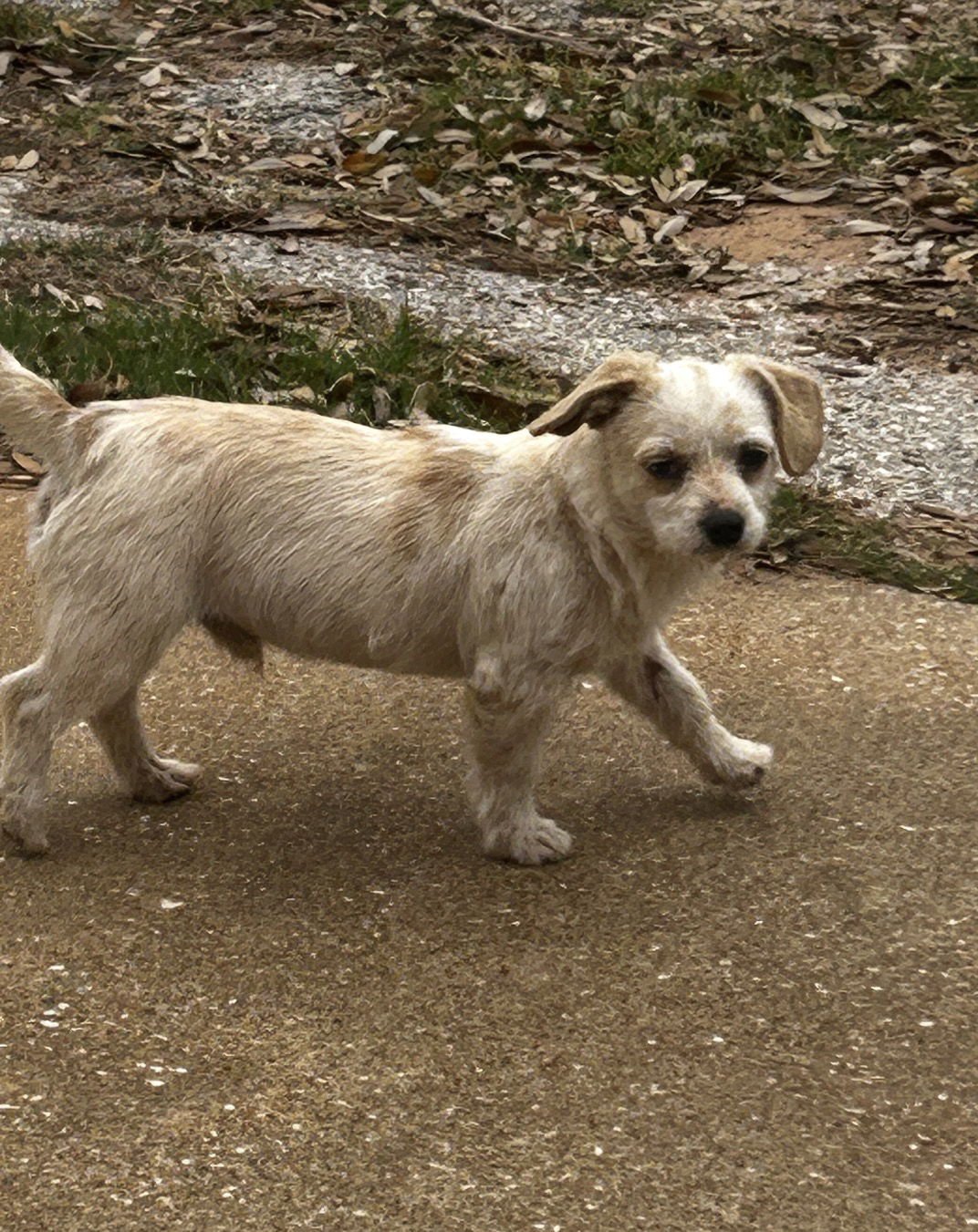 Chester Lonestar - Photo 3