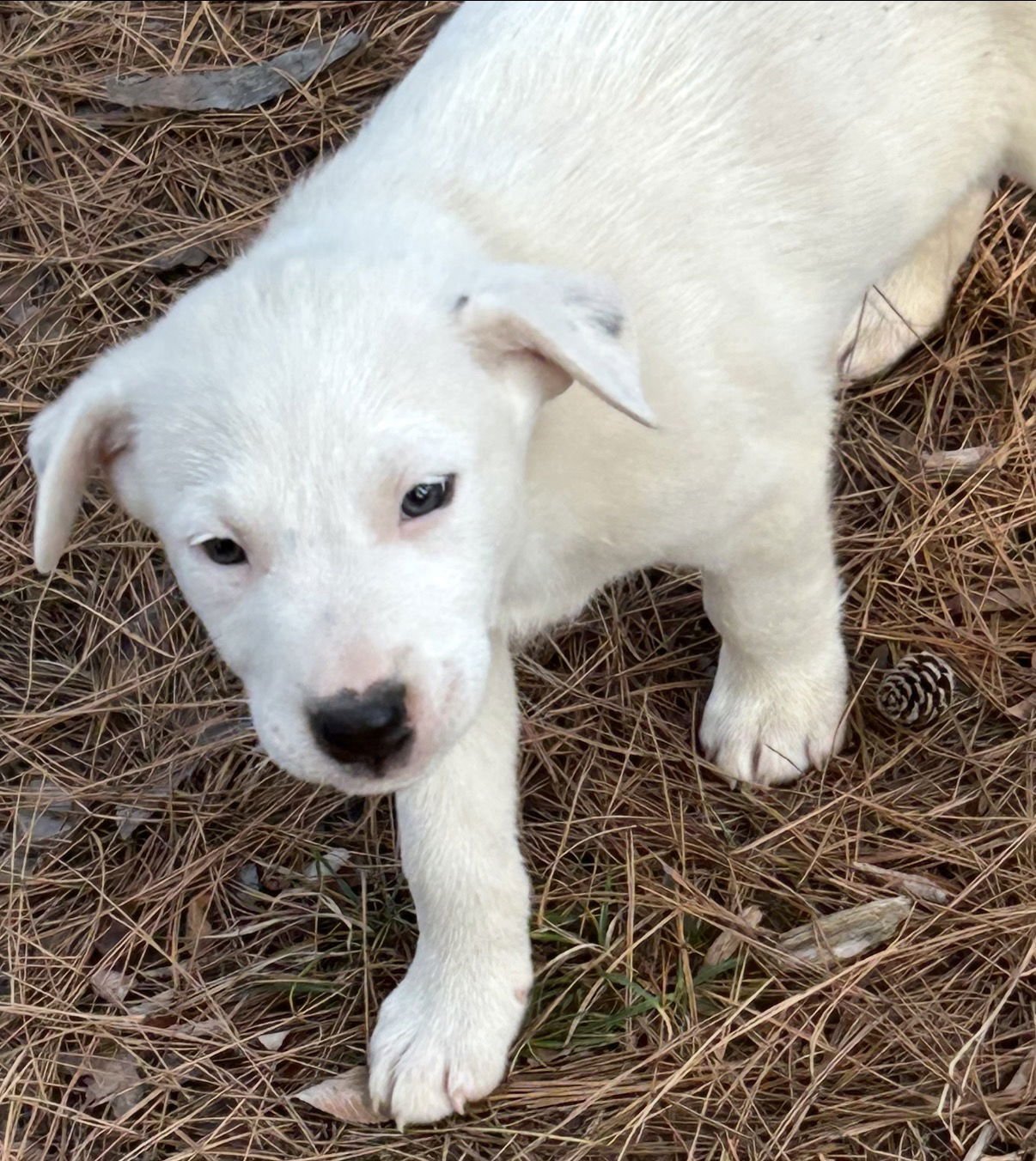 BOO LONESTAR - Labrador Retriever available for adoption