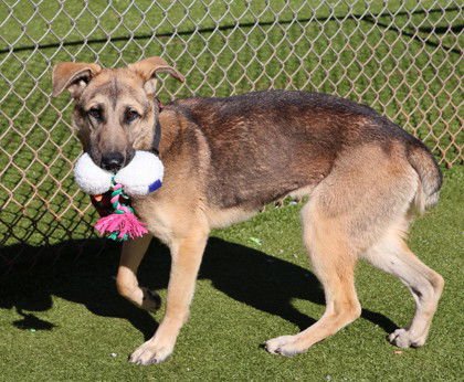 PABST ATHENS - German Shepherd Dog available for adoption