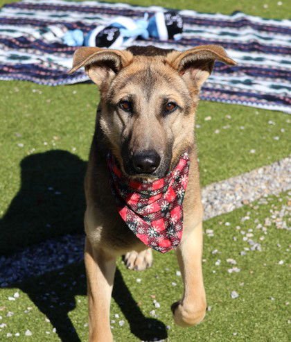 PABST ATHENS - German Shepherd Dog available for adoption