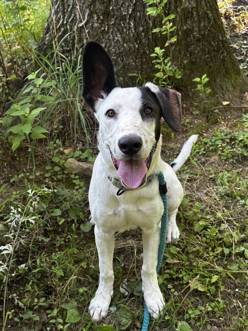 LEFT EYE ATHENS - Hound available for adoption