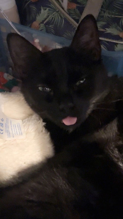 SKYE - Domestic Short Hair available for adoption