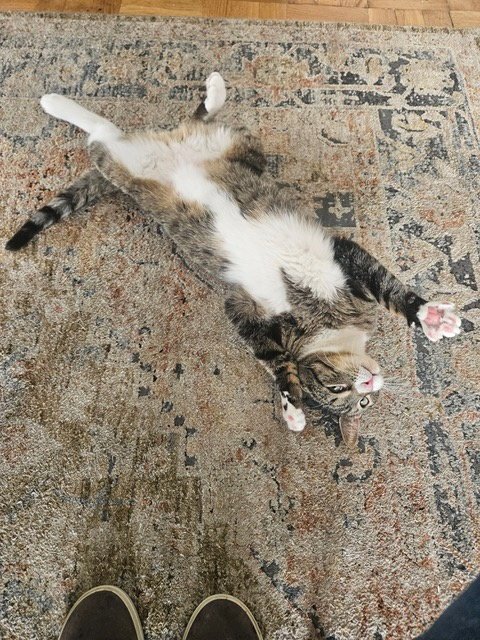 GINO - Domestic Short Hair available for adoption