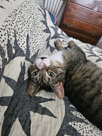 Gino - Photo 3