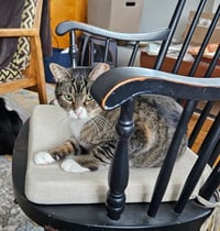 Gino - Photo 4