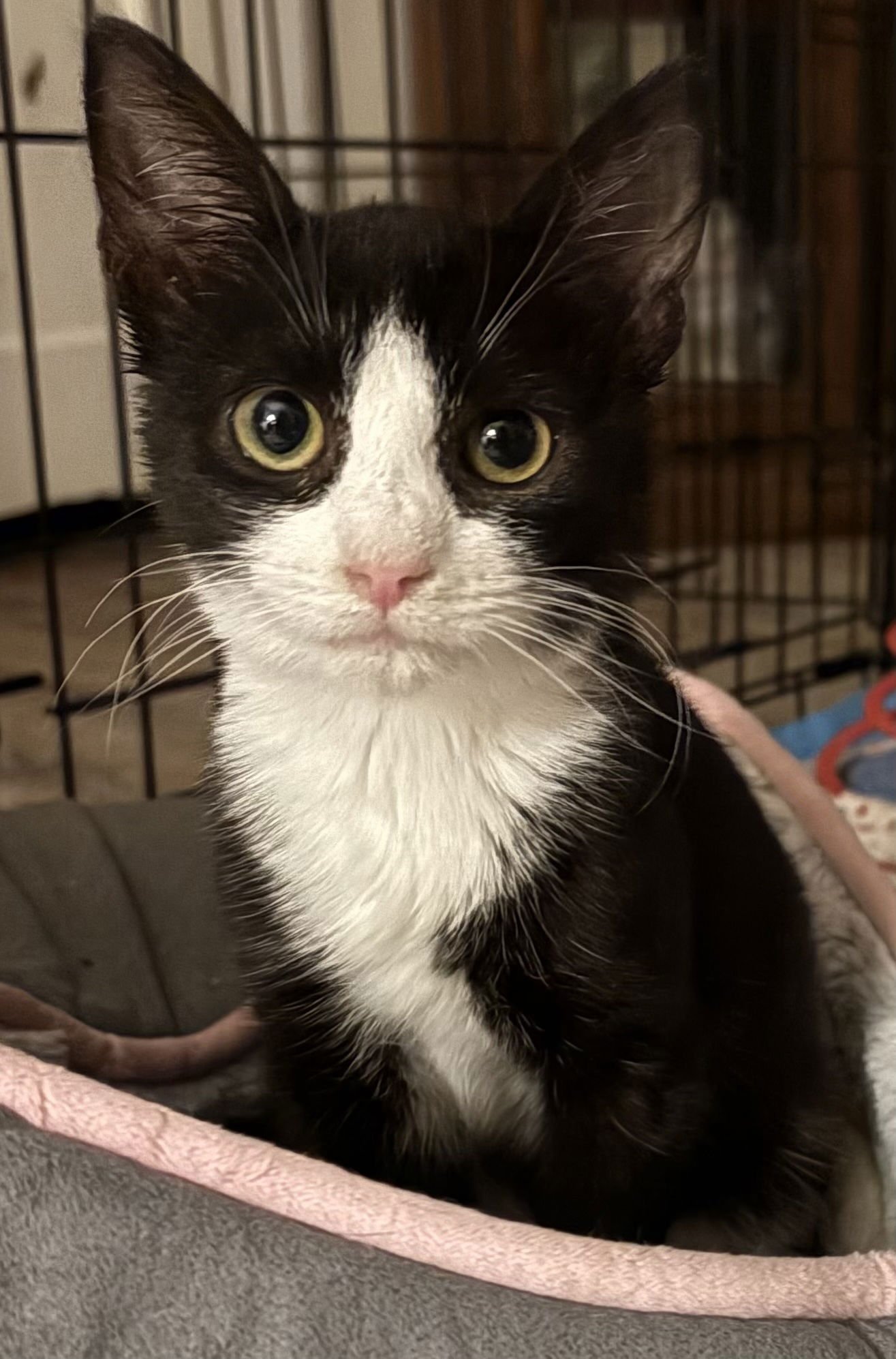 COOKIE KITTEN - Domestic Short Hair available for adoption