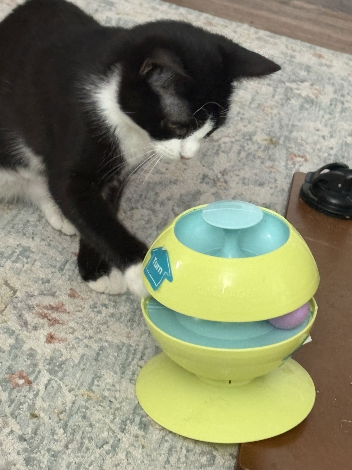 COOKIE KITTEN - Domestic Short Hair available for adoption