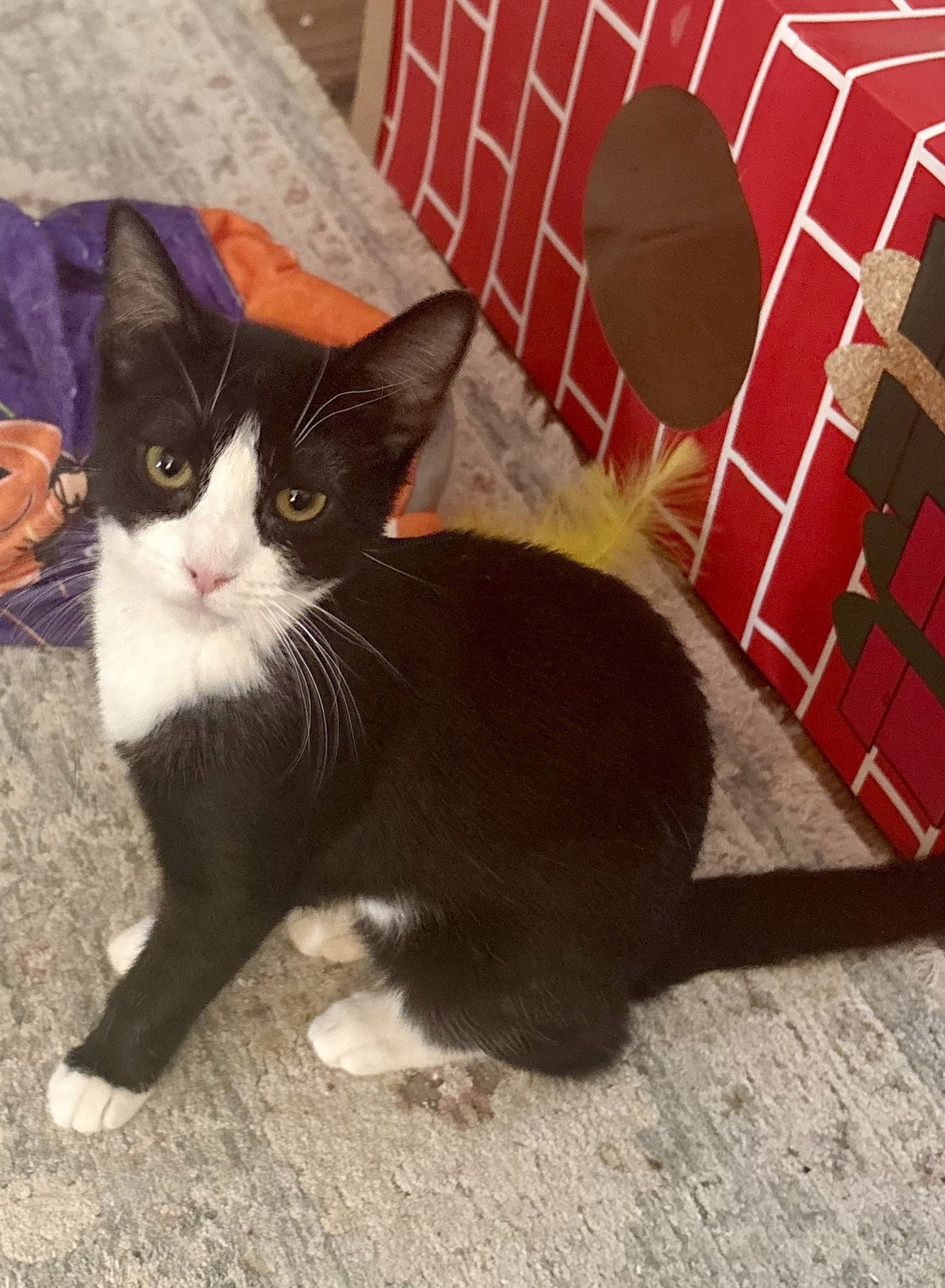 Cookie KITTEN - Photo 3