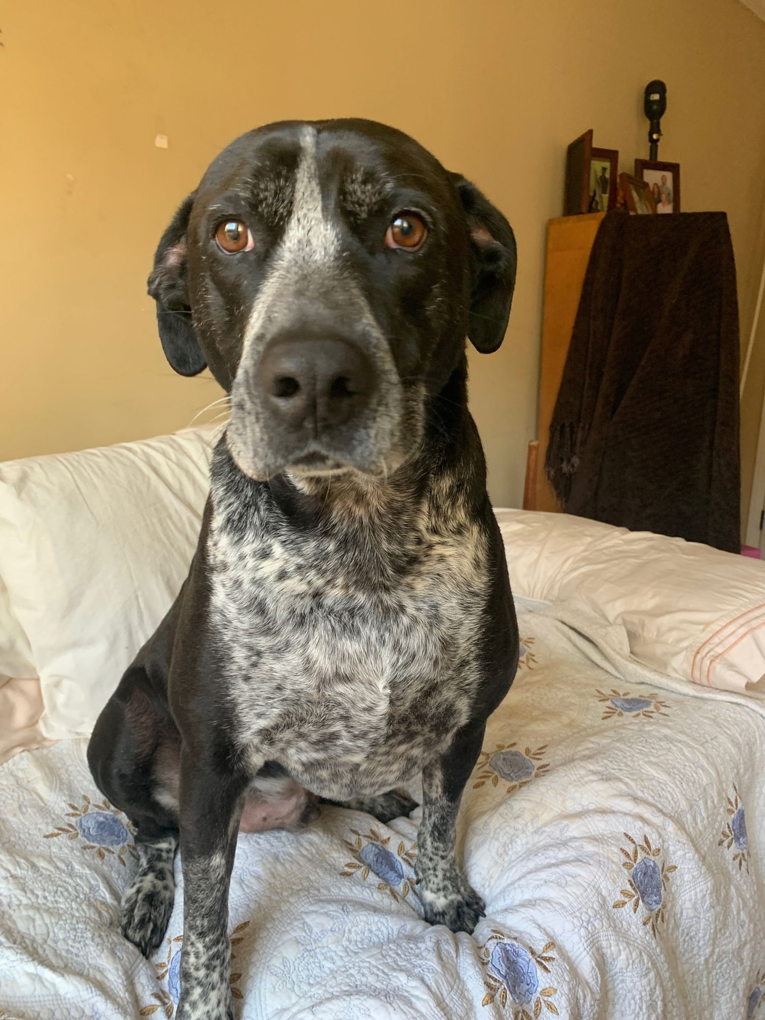 BUDDY DIXON - Australian Cattle Dog/Blue Heeler / Black Labrador Retriever available for adoption
