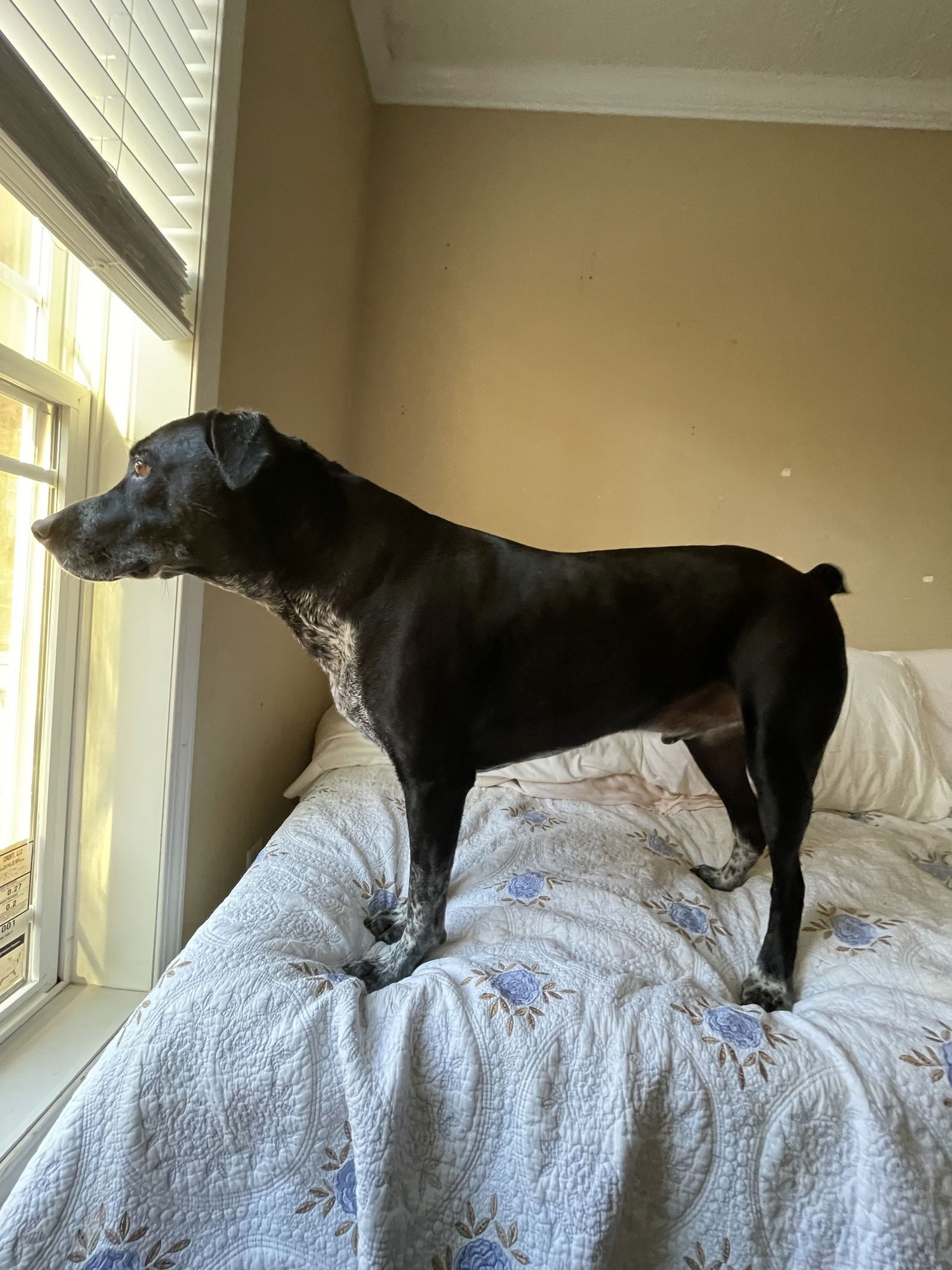 Buddy Dixon - Photo 3