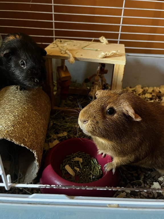 Pumpkin & Spice GUINEA PIGS Image