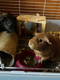 Pumpkin & Spice GUINEA PIGS - Photo 1