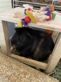 Pumpkin & Spice GUINEA PIGS - Photo 3