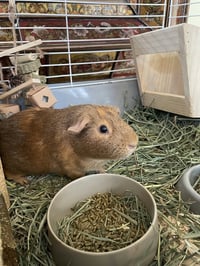 Pumpkin & Spice GUINEA PIGS - Photo 2