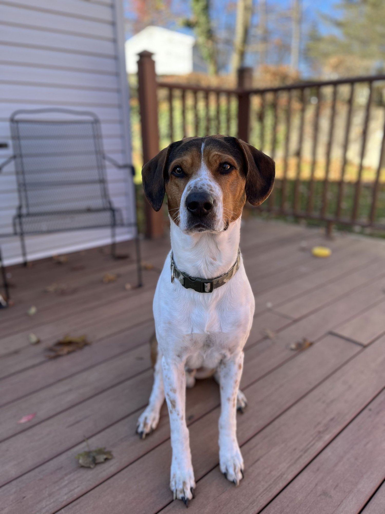 ROCKY GRANVILLE - Treeing Walker Coonhound available for adoption