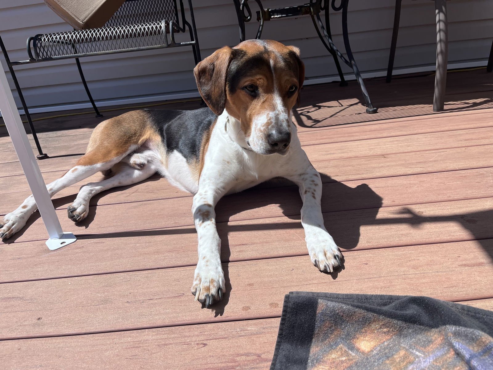 ROCKY GRANVILLE - Treeing Walker Coonhound available for adoption