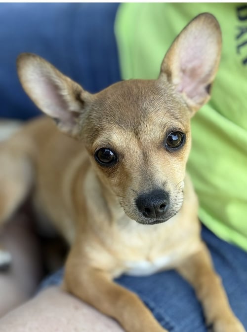 BUBBLES LONESTAR - Chihuahua available for adoption