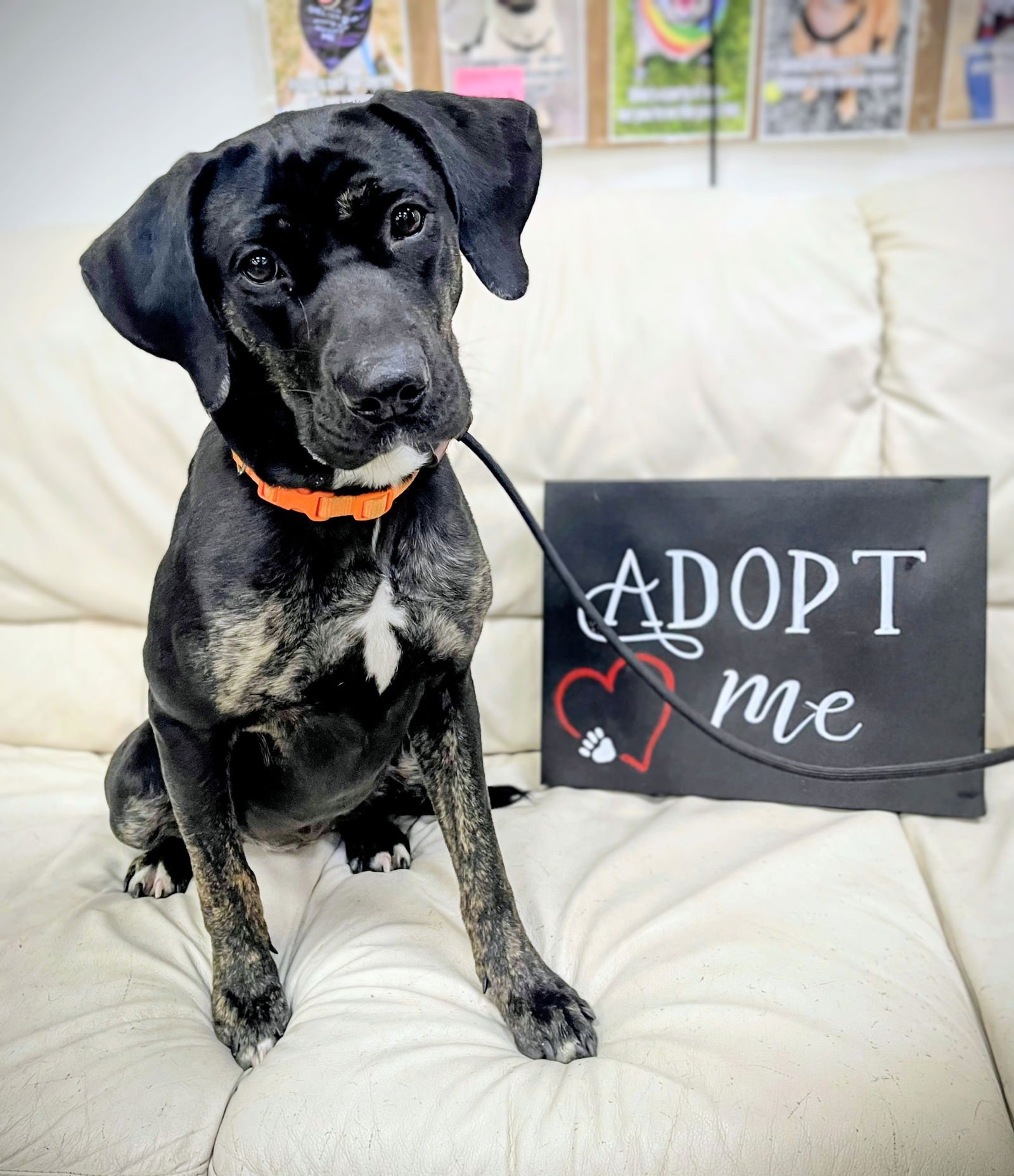 DARLENE ATHENS - Hound / Labrador Retriever available for adoption