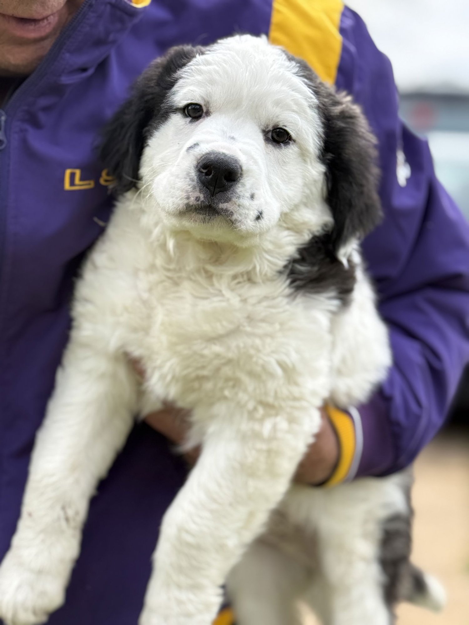 DUSTIN LONESTAR - Great Pyrenees available for adoption