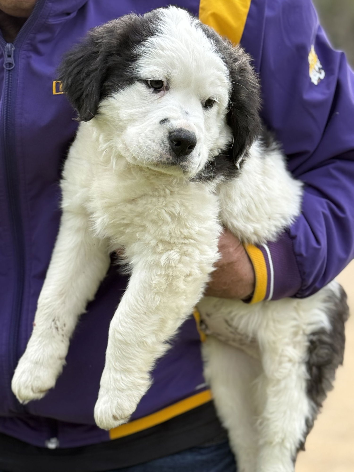 DUSTIN LONESTAR - Great Pyrenees available for adoption