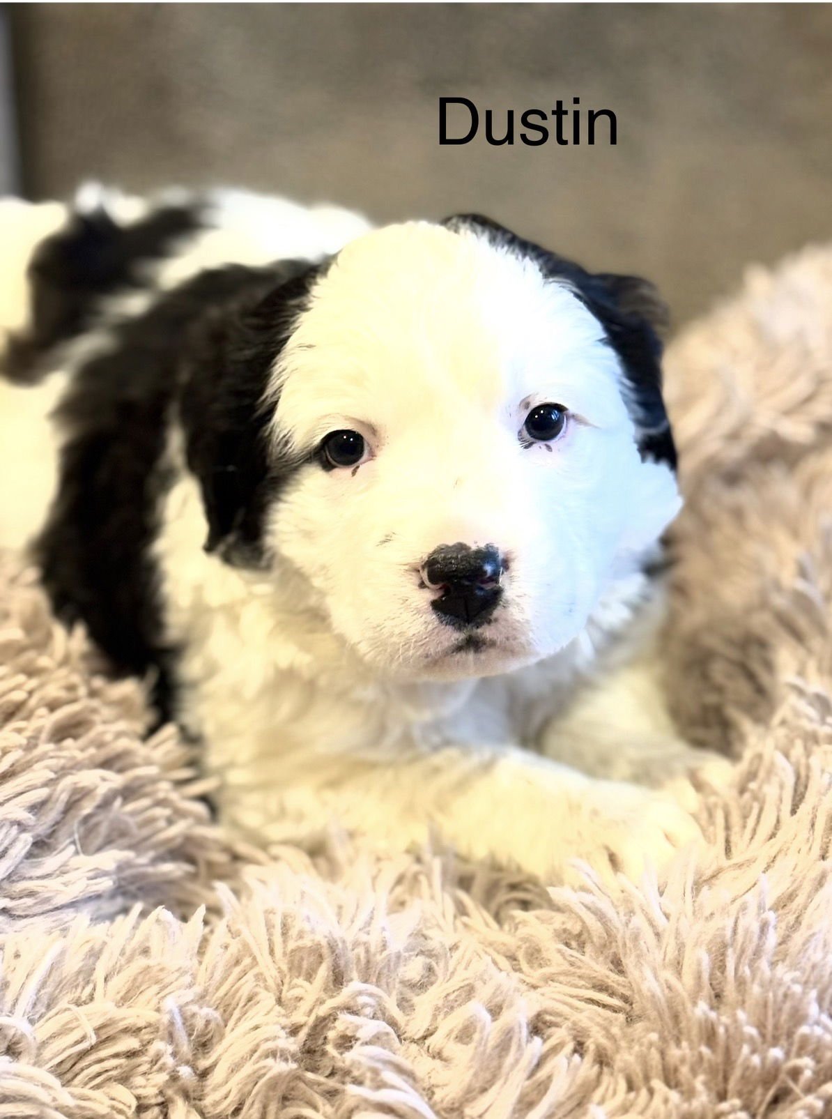 Dustin Lonestar - Photo 3