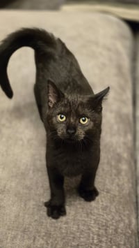 Raven's Cookie KITTEN - Photo 2