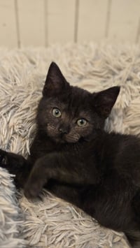Raven's Cookie KITTEN - Photo 1