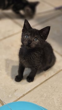 Raven's Cookie KITTEN - Photo 3