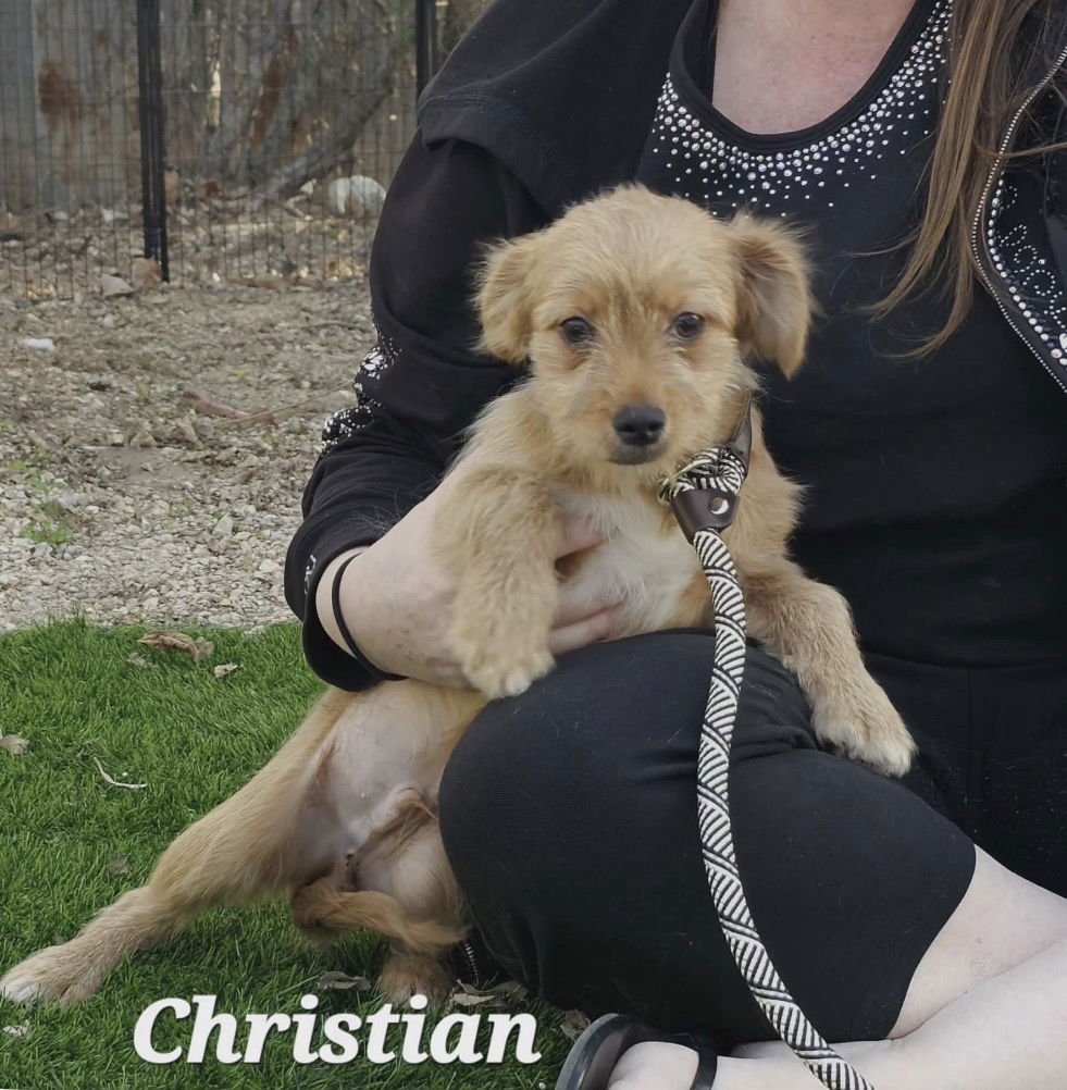 CHRISTIAN LONESTAR - Terrier / Chihuahua available for adoption