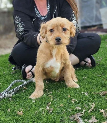 CHRISTIAN LONESTAR - Terrier / Chihuahua available for adoption