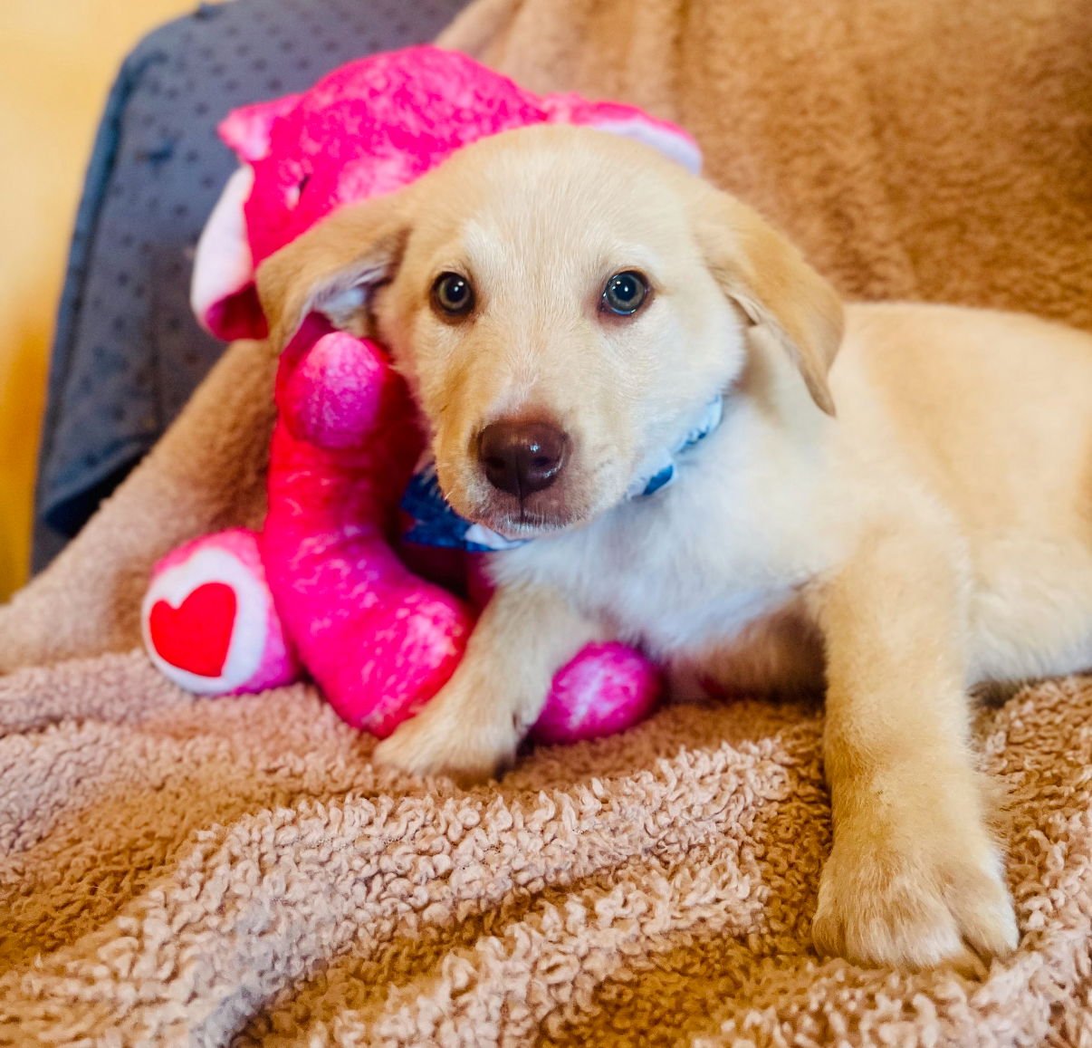 DUNN LONESTAR - Labrador Retriever available for adoption