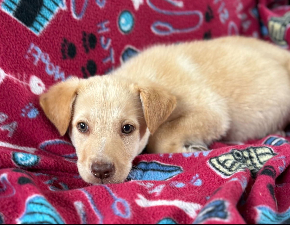 DUNN LONESTAR - Labrador Retriever available for adoption