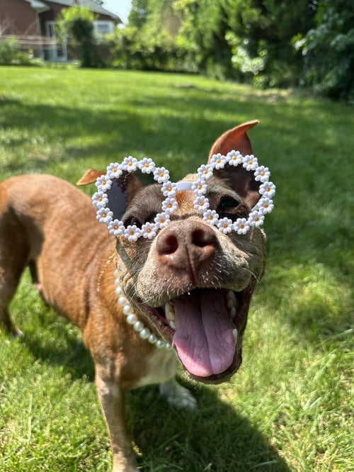 CHILI ATHENS - Pit Bull Terrier available for adoption