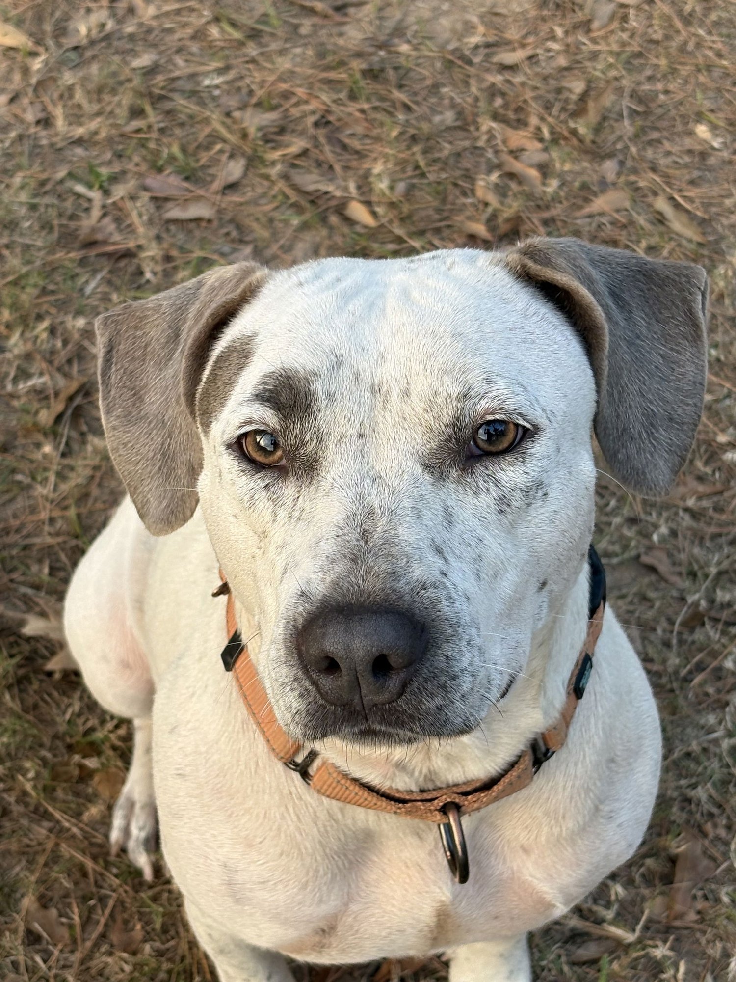 HOLLY LONESTAR - Unknown available for adoption