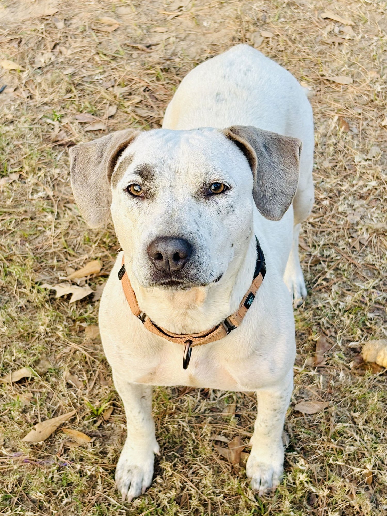 HOLLY LONESTAR - Unknown available for adoption