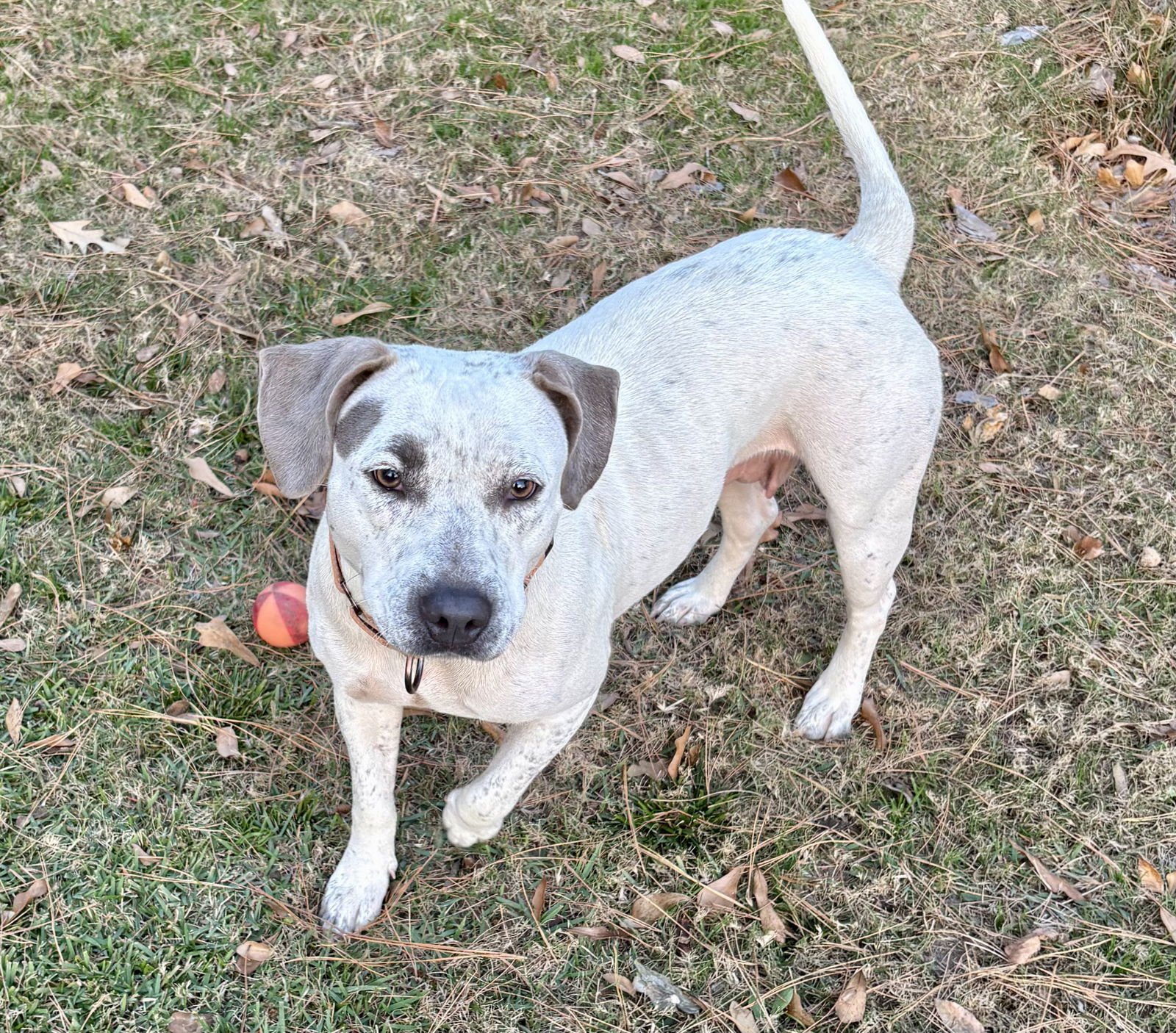 Holly Lonestar - Photo 4