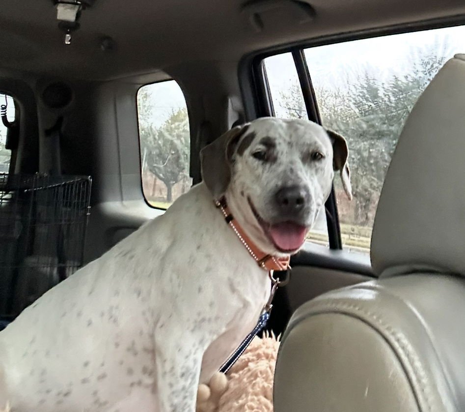 Holly Lonestar - Photo 5