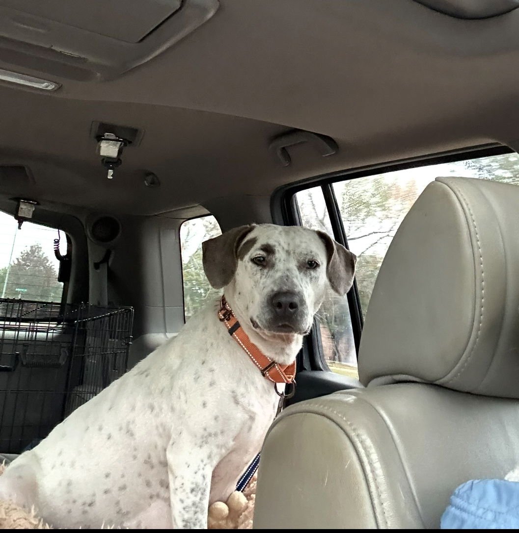 Holly Lonestar - Photo 6