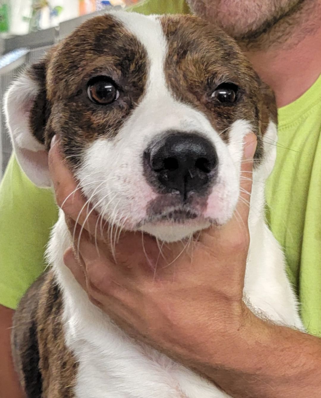 BAXTER RDS - Labrador Retriever / Australian Cattle Dog/Blue Heeler available for adoption