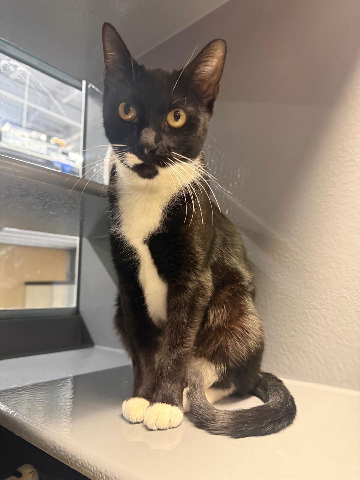 SUGAR RPS - Domestic Short Hair available for adoption