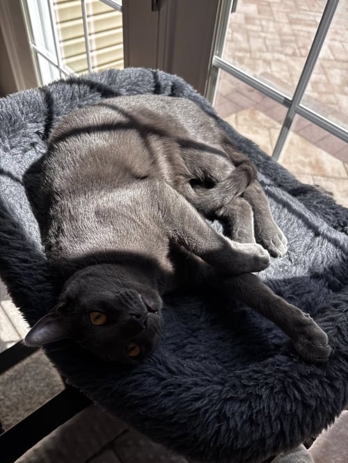 DUSTY - Domestic Short Hair available for adoption