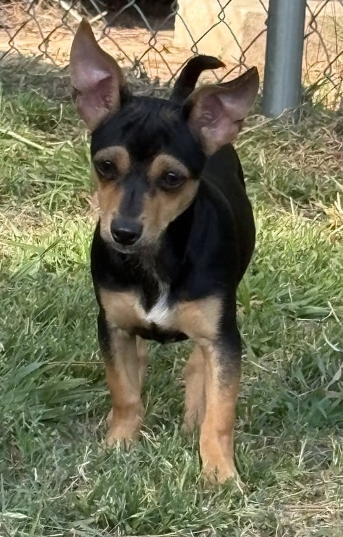 BRIDGETTE LONESTAR - Chihuahua available for adoption
