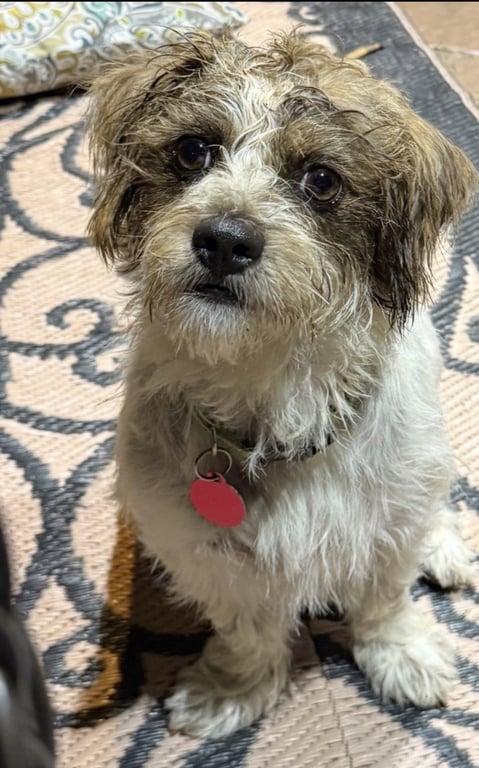 George Lonestar* Image