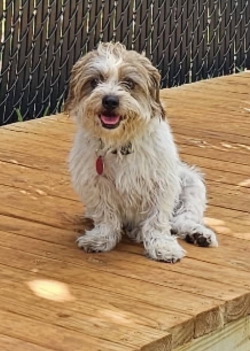 GEORGE LONESTAR* - Norfolk Terrier available for adoption