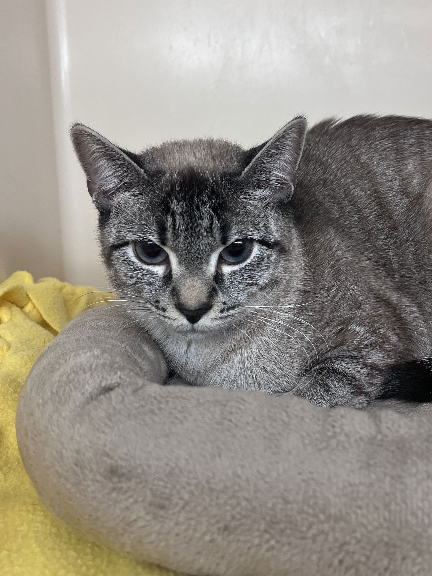 CHANEL RM - Domestic Short Hair available for adoption