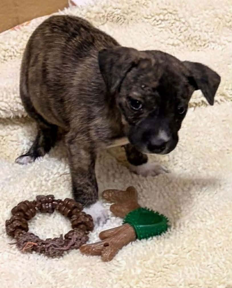 FANCY LOUISIANA - Catahoula Leopard Dog available for adoption