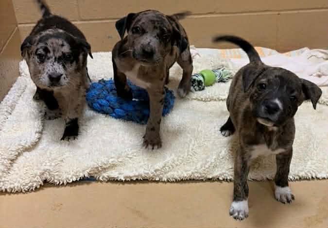 Fancy Louisiana - Photo 3