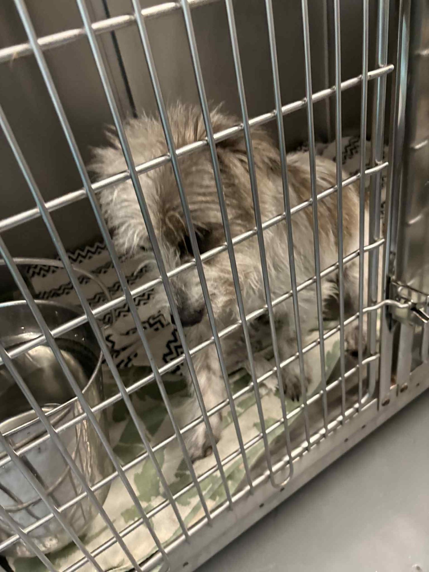 ELFIE HC - Cairn Terrier available for adoption